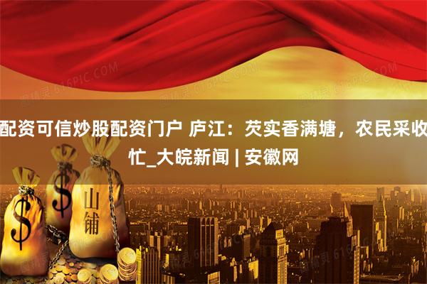 配资可信炒股配资门户 庐江：芡实香满塘，农民采收忙_大皖新闻 | 安徽网